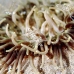 shrimp_anemone_li_h_0705_png2042.jpg